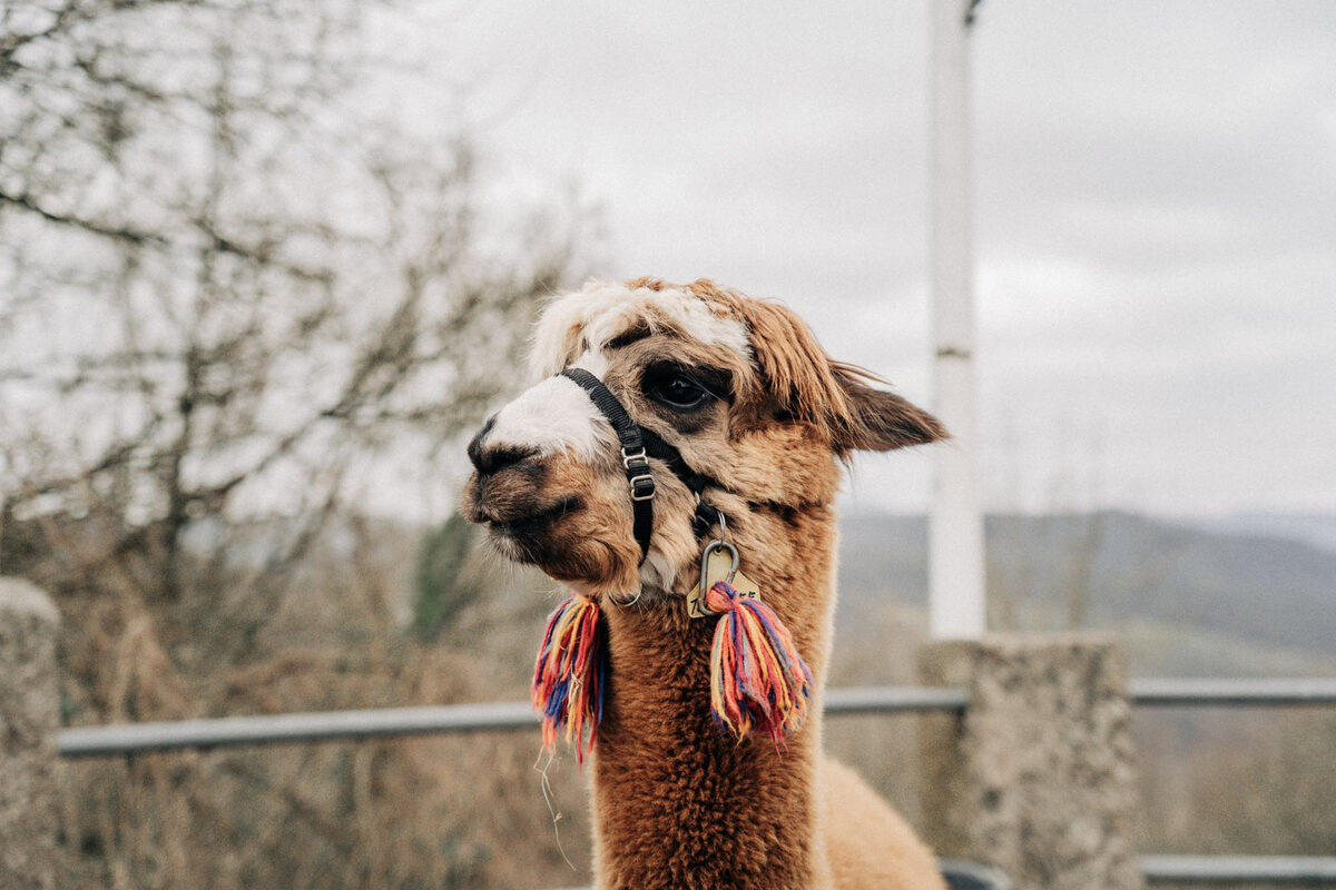 Ostermarkt auf Burg Ludwigstein