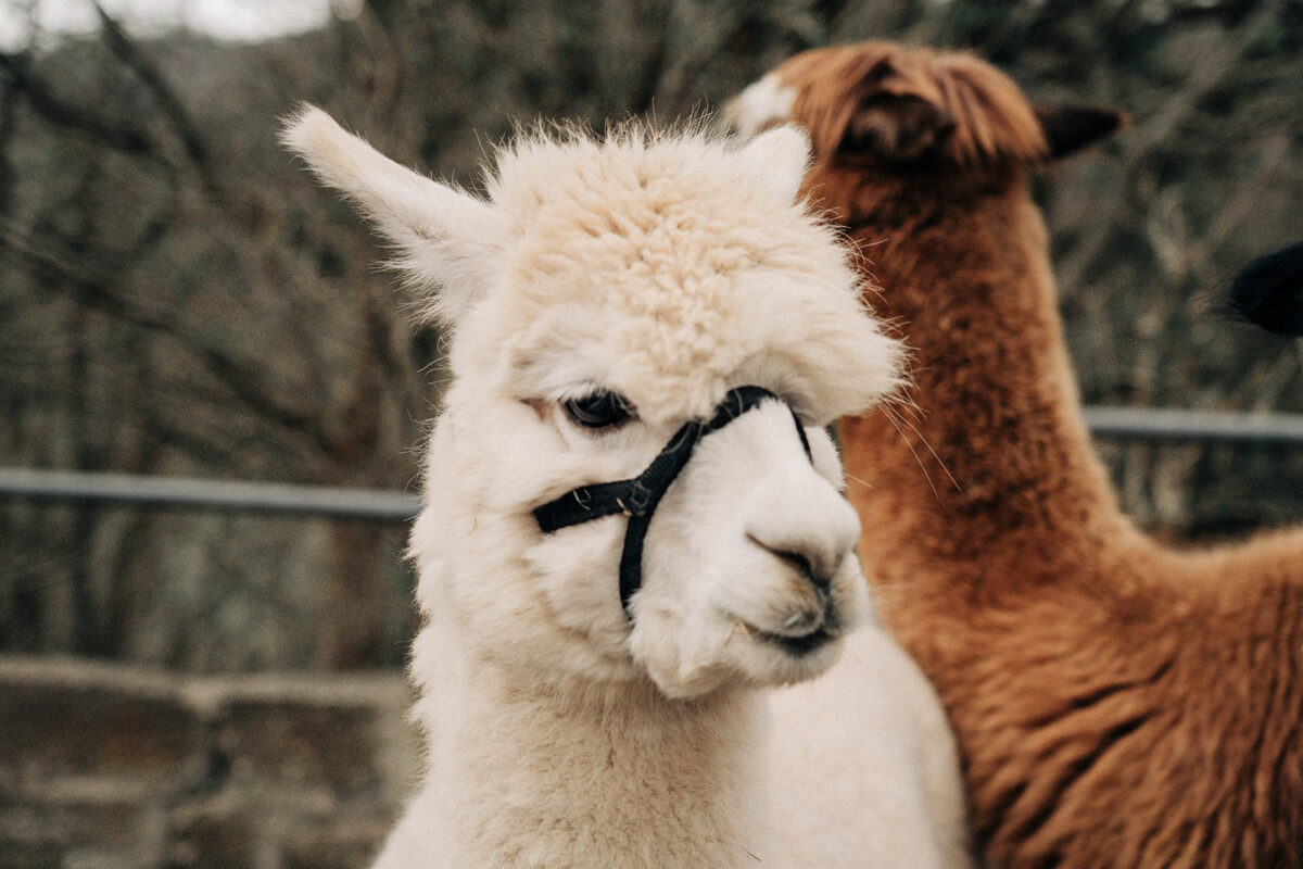 Ostermarkt auf Burg Ludwigstein